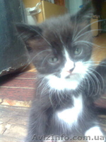 Отдам котенка в добрые руки - <ro>Изображение</ro><ru>Изображение</ru> #2, <ru>Объявление</ru> #88121