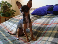 Вязка чихуа хуа - <ro>Изображение</ro><ru>Изображение</ru> #1, <ru>Объявление</ru> #89127