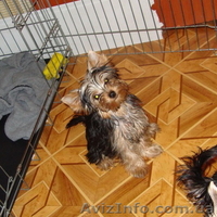 подрощенные девочки йорка - <ro>Изображение</ro><ru>Изображение</ru> #1, <ru>Объявление</ru> #88847