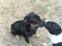 Продам щенка средне-азиатской овчарки (алабай). - <ro>Изображение</ro><ru>Изображение</ru> #2, <ru>Объявление</ru> #96782