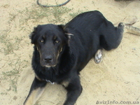Продам щенка средне-азиатской овчарки (алабай). - <ro>Изображение</ro><ru>Изображение</ru> #3, <ru>Объявление</ru> #96782