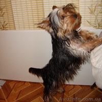 подрощенные девочки йорка - <ro>Изображение</ro><ru>Изображение</ru> #2, <ru>Объявление</ru> #88847