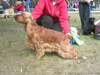 Перспективный  Англ.кокер спаниель приглашает невест на вязку! - <ro>Изображение</ro><ru>Изображение</ru> #1, <ru>Объявление</ru> #84826