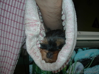 Предлагаем щенка йоркширского терьера девочку  - <ro>Изображение</ro><ru>Изображение</ru> #1, <ru>Объявление</ru> #88003