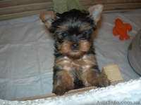 Предлагаем щенка йоркширского терьера девочку  - <ro>Изображение</ro><ru>Изображение</ru> #2, <ru>Объявление</ru> #88003
