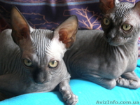 Срочно - <ro>Изображение</ro><ru>Изображение</ru> #5, <ru>Объявление</ru> #92586