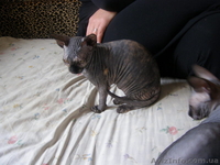 Срочно - <ro>Изображение</ro><ru>Изображение</ru> #4, <ru>Объявление</ru> #92586