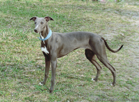 Продаются щенки уиппета - <ro>Изображение</ro><ru>Изображение</ru> #1, <ru>Объявление</ru> #88071