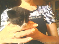 Отдам котенка в добрые руки - <ro>Изображение</ro><ru>Изображение</ru> #3, <ru>Объявление</ru> #88121