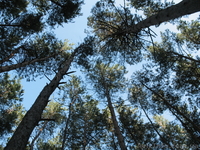 Киев.участок,под котеджную застройку. - <ro>Изображение</ro><ru>Изображение</ru> #1, <ru>Объявление</ru> #101316