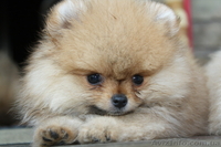 Питомник «Красный гранат» - <ro>Изображение</ro><ru>Изображение</ru> #1, <ru>Объявление</ru> #90641