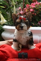 Бивер Йоркшир а ля Пом Пон  - <ro>Изображение</ro><ru>Изображение</ru> #2, <ru>Объявление</ru> #88188