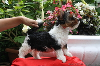 Бивер Йоркшир а ля Пом Пон  - <ro>Изображение</ro><ru>Изображение</ru> #1, <ru>Объявление</ru> #88188