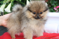 Питомник «Красный гранат» - <ro>Изображение</ro><ru>Изображение</ru> #4, <ru>Объявление</ru> #90641