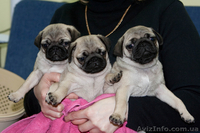 ПРОДАМ СРОЧНО ЩЕНКОВ МОПСА) - <ro>Изображение</ro><ru>Изображение</ru> #4, <ru>Объявление</ru> #99388