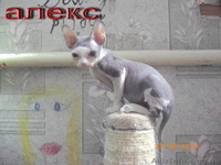 кудрявые котята девон-рекс - <ro>Изображение</ro><ru>Изображение</ru> #1, <ru>Объявление</ru> #91265