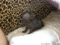 Срочно - <ro>Изображение</ro><ru>Изображение</ru> #2, <ru>Объявление</ru> #92586