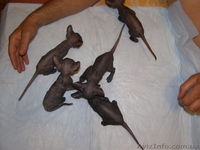 Срочно - <ro>Изображение</ro><ru>Изображение</ru> #3, <ru>Объявление</ru> #92586