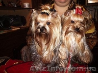 Продажа щеночков Йоркширского терьера, есть мини - <ro>Изображение</ro><ru>Изображение</ru> #1, <ru>Объявление</ru> #91131
