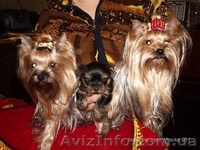 Продажа щеночков Йоркширского терьера, есть мини - <ro>Изображение</ro><ru>Изображение</ru> #2, <ru>Объявление</ru> #91131