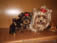 Продажа щеночков Йоркширского терьера, есть мини - <ro>Изображение</ro><ru>Изображение</ru> #4, <ru>Объявление</ru> #91131