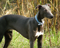 Продаются щенки уиппета - <ro>Изображение</ro><ru>Изображение</ru> #3, <ru>Объявление</ru> #88071