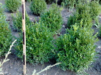 продам Декоративні сажанці  - <ro>Изображение</ro><ru>Изображение</ru> #2, <ru>Объявление</ru> #89167