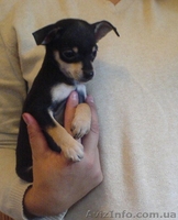 Русский гладкошерстый той-терьер - <ro>Изображение</ro><ru>Изображение</ru> #2, <ru>Объявление</ru> #94901