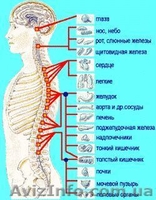 Мануальная терапия. Массаж. Вертебролог в Киеве - <ro>Изображение</ro><ru>Изображение</ru> #2, <ru>Объявление</ru> #90546