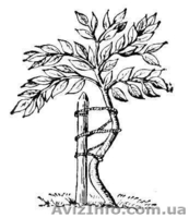 Мануальная терапия. Массаж. Вертебролог в Киеве - <ro>Изображение</ro><ru>Изображение</ru> #3, <ru>Объявление</ru> #90546