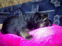 щенки немецкой овчарки д.рождения 01.11.10 - <ro>Изображение</ro><ru>Изображение</ru> #5, <ru>Объявление</ru> #104760