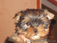 Йоркширский терьер,Клеймо,КСУ - <ro>Изображение</ro><ru>Изображение</ru> #1, <ru>Объявление</ru> #104724