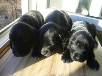 щенки английского кокер-спаниеля - <ro>Изображение</ro><ru>Изображение</ru> #3, <ru>Объявление</ru> #111173