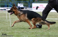 щенки немецкой овчарки д.рождения 01.11.10 - <ro>Изображение</ro><ru>Изображение</ru> #3, <ru>Объявление</ru> #104760