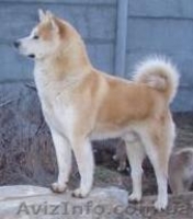 г.Николаев , Вадим, stepan201070@mail.ru, +380672704694 - <ro>Изображение</ro><ru>Изображение</ru> #1, <ru>Объявление</ru> #109281