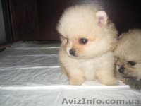 Померанский Шпиц,КСУ Доставка - <ro>Изображение</ro><ru>Изображение</ru> #2, <ru>Объявление</ru> #104728