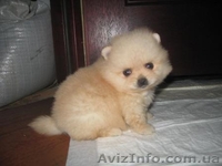 Померанский Шпиц,КСУ Доставка - <ro>Изображение</ro><ru>Изображение</ru> #1, <ru>Объявление</ru> #104728