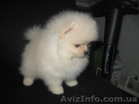 Шпиц                               - <ro>Изображение</ro><ru>Изображение</ru> #2, <ru>Объявление</ru> #118653