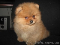 Шпиц                               - <ro>Изображение</ro><ru>Изображение</ru> #4, <ru>Объявление</ru> #118653