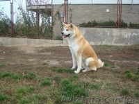 г.Николаев , Вадим, stepan201070@mail.ru, +380672704694 - <ro>Изображение</ro><ru>Изображение</ru> #3, <ru>Объявление</ru> #109281