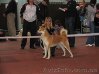 г.Николаев , Вадим, stepan201070@mail.ru, +380672704694 - <ro>Изображение</ro><ru>Изображение</ru> #4, <ru>Объявление</ru> #109281