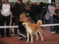 г.Николаев , Вадим, stepan201070@mail.ru, +380672704694 - <ro>Изображение</ro><ru>Изображение</ru> #5, <ru>Объявление</ru> #109281