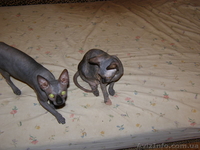 Любвиобильные и нежные котята - <ro>Изображение</ro><ru>Изображение</ru> #1, <ru>Объявление</ru> #113603