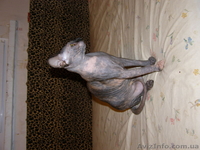 Любвиобильные и нежные котята - <ro>Изображение</ro><ru>Изображение</ru> #3, <ru>Объявление</ru> #113603