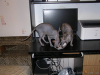 Любвиобильные и нежные котята - <ro>Изображение</ro><ru>Изображение</ru> #4, <ru>Объявление</ru> #113603