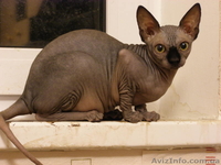 Любвиобильные и нежные котята - <ro>Изображение</ro><ru>Изображение</ru> #5, <ru>Объявление</ru> #113603