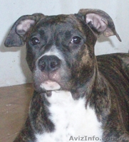 Шикарные Щенки амстаффа  - <ro>Изображение</ro><ru>Изображение</ru> #2, <ru>Объявление</ru> #117328