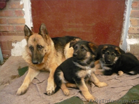 продам щенки овчарки - <ro>Изображение</ro><ru>Изображение</ru> #4, <ru>Объявление</ru> #106047