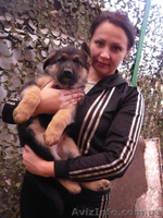 продам щенки овчарки - <ro>Изображение</ro><ru>Изображение</ru> #3, <ru>Объявление</ru> #106047