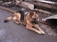 продам щенки овчарки - <ro>Изображение</ro><ru>Изображение</ru> #2, <ru>Объявление</ru> #106047